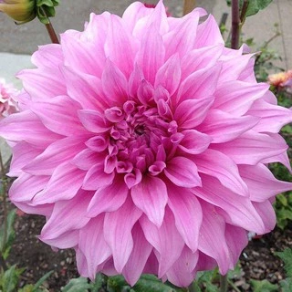 เมล็ดดอกรักเร่ คละสี 100 เมล็ด เมล็ดรักเร่ Dahlia Color Mix