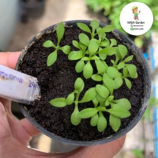 เมล็ดพันธุ์ ดอกกระดาษ คละสี 300เมล็ด (straw flower 300seed)
