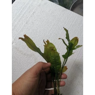เฟรินรากดำต้นไม้น้ำ( Java fern )หลายชนิด Microsorium ต้นไม้ตกเเต่งตุ้ปลากรุณา อ่านรายละเอียกก่อนสั่ง
