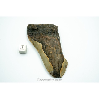 [อายุกว่า 20 ล้านปี!] #M52 ฟอสซิล ฟันฉลามยักษ์ Megalodon Fossil Tooth ขนาด 3.81" หนัก 96.6g จาก USA