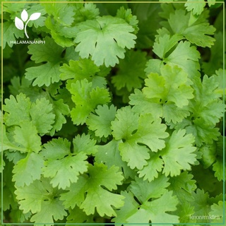 CORIANDER - CILANTRO - WANSOY VEGETABLE SEEDS SULIT SEED PACK [Halamanan PH] หมวก/เสื้อ/คื่นฉ่าย/บ้านและสวน/ดอกทานตะวัน/