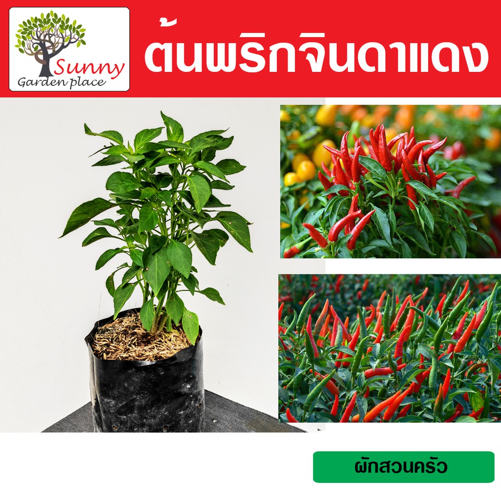 My Image 36