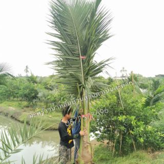 ต้นมะพร้าวน้ำหอมต้นเตี้ยขุดล้อมสูง​ 3 เมตร