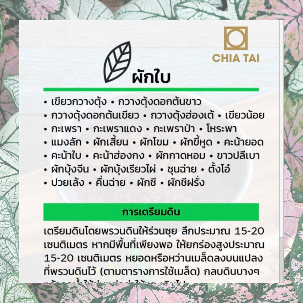 GGEW ถั่วฝักยาวสีม่วงสิรินธร เบอร์1 100เมล็ด ตราศรแดง เมล็ดพันธุ์พระราชทาน จันกะผัก Purple Yard Long Bean ราคา ถูกที่สุด ดีลบีเคเค แกลเลอรีภาพที่ 8