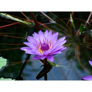 2 เมล็ด เมล็ดบัว สีม่วง ดอกใหญ่ นำเข้า บัวนอก สายพันธุ์เมล็ดบัว Lotus seeds