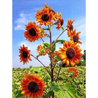 เมล็ดพันธุ์ดอกไม้ ดอกทานตะวันแคระ สีแดง Red Sun Flower ออกดอกเร็ว ดอกใหญ่ ปลูกง่าย (SSF02.10) พร้อมส่ง