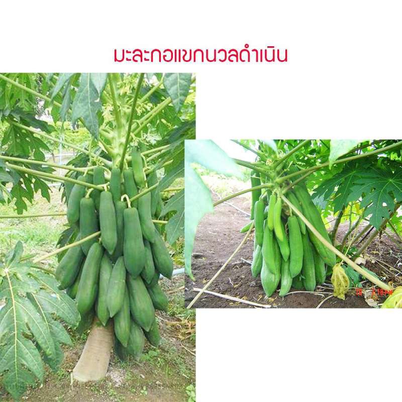 เมล็ดพันธุ์ มะละกอแขกนวลดำเนิน 20 เมล็ด ปลูกง่าย ปลูกได้ทั่วไทย