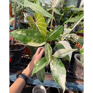 เงินไหลมาด่างขาว Syngonium Podophyllum Albo Variegated  เงินไหลมาด่าง ไม้ด่าง ฟอกอากาศ เลี้ยงง่าย ส่งต้นในภาพ