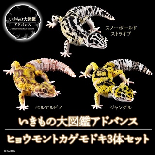 (ยกชุดพร้อมส่ง) กาชาปองตุ๊กแกยิ้ม Gachapon Bandai Ikimono Encyclopedia Advance Leopard Gecko"Special Edition" โมเดลสัตว์