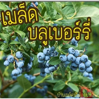 เมล็ดพันธุ์ บลูเบอร์รี่ ชุด20 เมล็ด Blueberry Seeds เมล็ดแท้100% นำเข้าจากต่างประเทศ