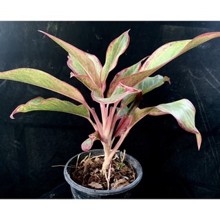 ไม้ประดับ อโกลนีม่า สยาม ออโรร่า Aglaonema Siam Aurora