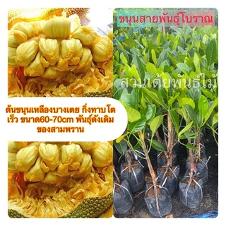 ต้นขนุนเหลืองบางเตย กิ่งทาบโตเร็ว ขนาด60-70cm พันธุ์ดังเดิมของสามพราน🌱