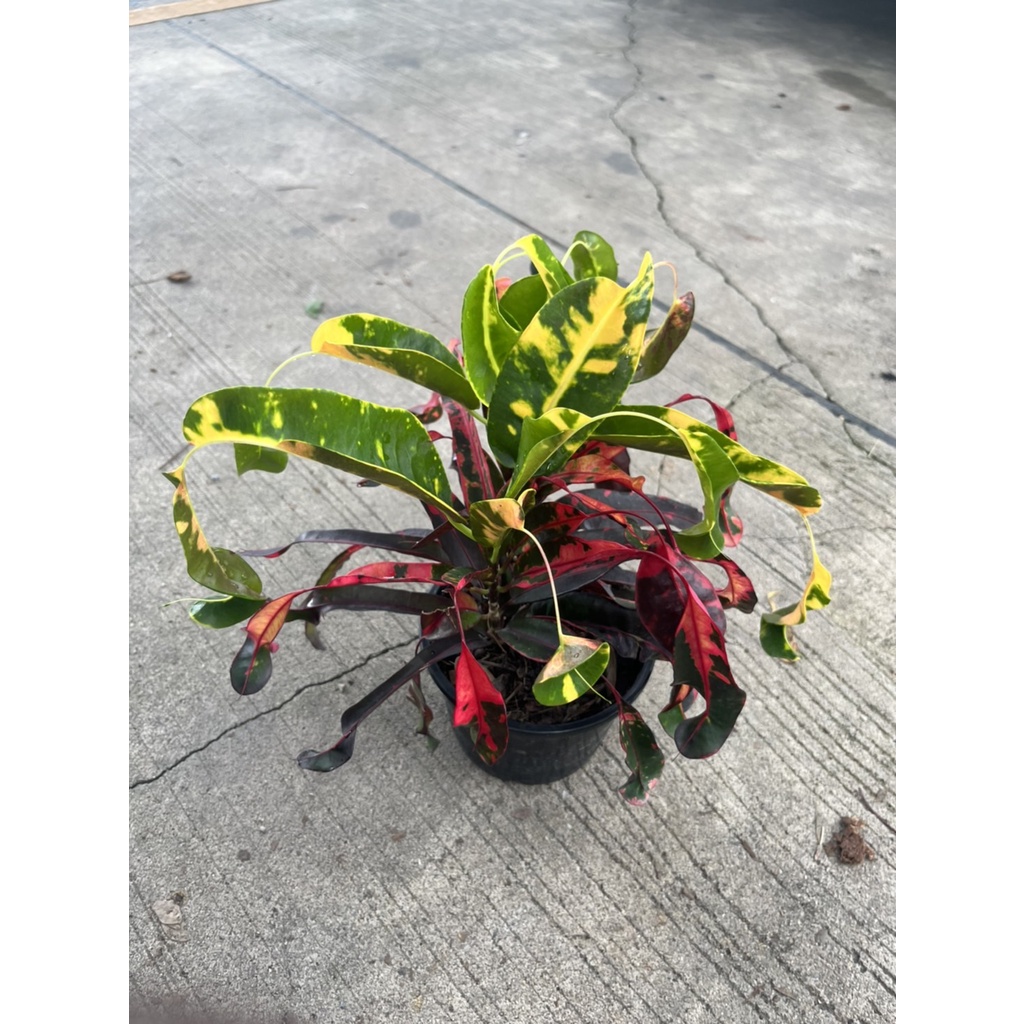 มุมมอง 4