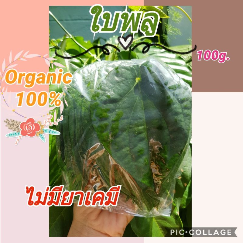 ใบพลูสด พลูกินหมาก พลูจีน พลูเขียว ออแกนิก100%