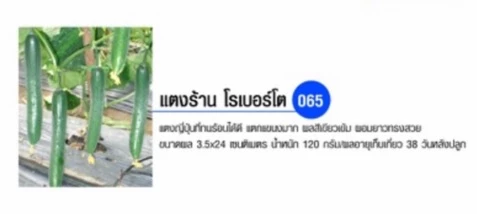 แตงกวา แตงกวาญี่ปุ่น พันธุ์ โรเบอร์โต้ เจียไต๋ เมล็ดพันธุ์ แตงญี่ปุ่น