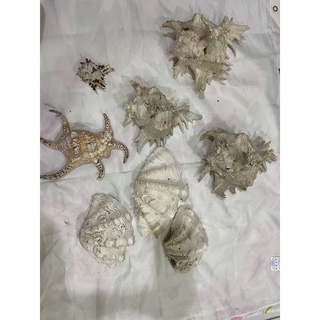 เปลือกหอย เหมาตามรูป 🐚 🐚 🐚