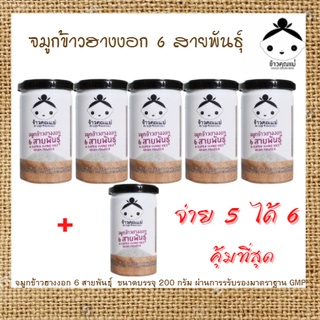 จมูกข้าวอินทรีย์ ข้าวจมูกข้างฮางงอก 6 สายพันธุ์ ชุด 5 กระปุก ฟรี 1 กระปุก ชุดใหญ่สุดคุ้ม