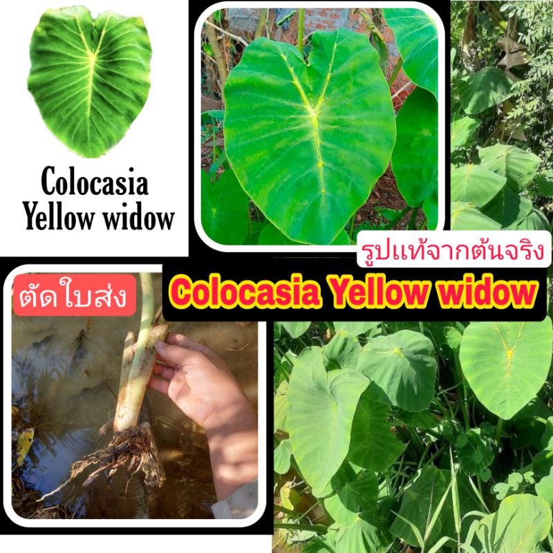 colocasia yellow widow  ตัดใบส่ง  สวยงาม กระดูกเหลือง  เเตกต่าง กับ colocasia back &amp; dark widow