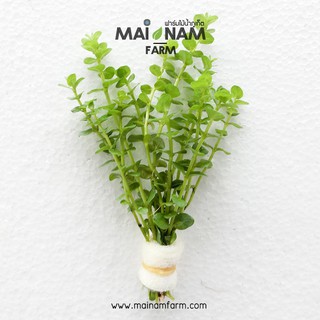 โรทาล่าเขียว - ROTALA INDICA ‘GREEN’ ต้นไม้น้ำ