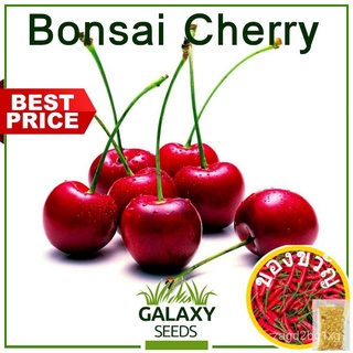 [Galaxy Seeds] Bonsai Cherry Seeds for Planting Fruit Plants (4 Seed) FREE Fertilizer, Hybrid Fruit, Sulit Pack.แอปเปิ้ล