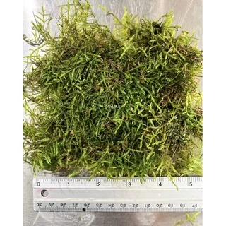 ไม้น้ำ java moss (ชวามอส) 5*5” มอสสด