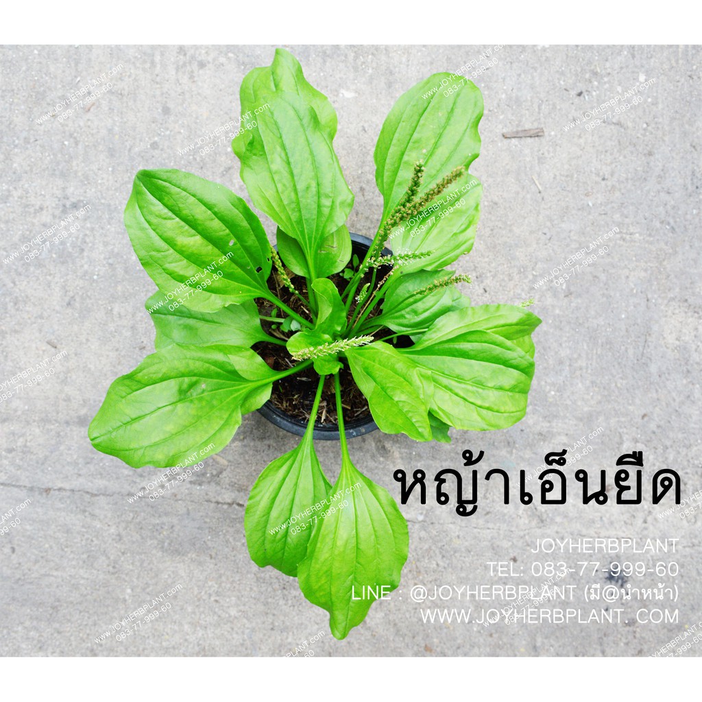 My Image 11