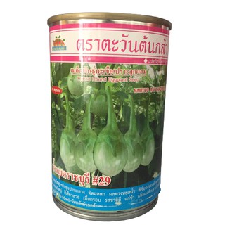 มะเขือเปราะ น้ำหยดราชบุรี#29 50g ตะวันต้นกล้า