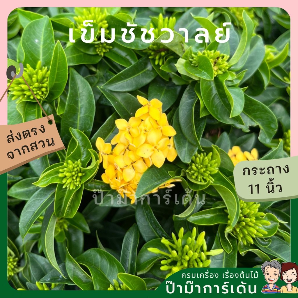 มุมมอง 2