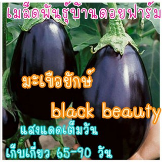 50 เมล็ด มะเขือยักษ์ black beauty