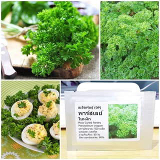 เมล็ดพันธุ์ พาร์สเลย์ใบหงิก Moss Curled Parsley Seed บรรจุ 500 เมล็ด คุณภาพดี ของแท้ 100%