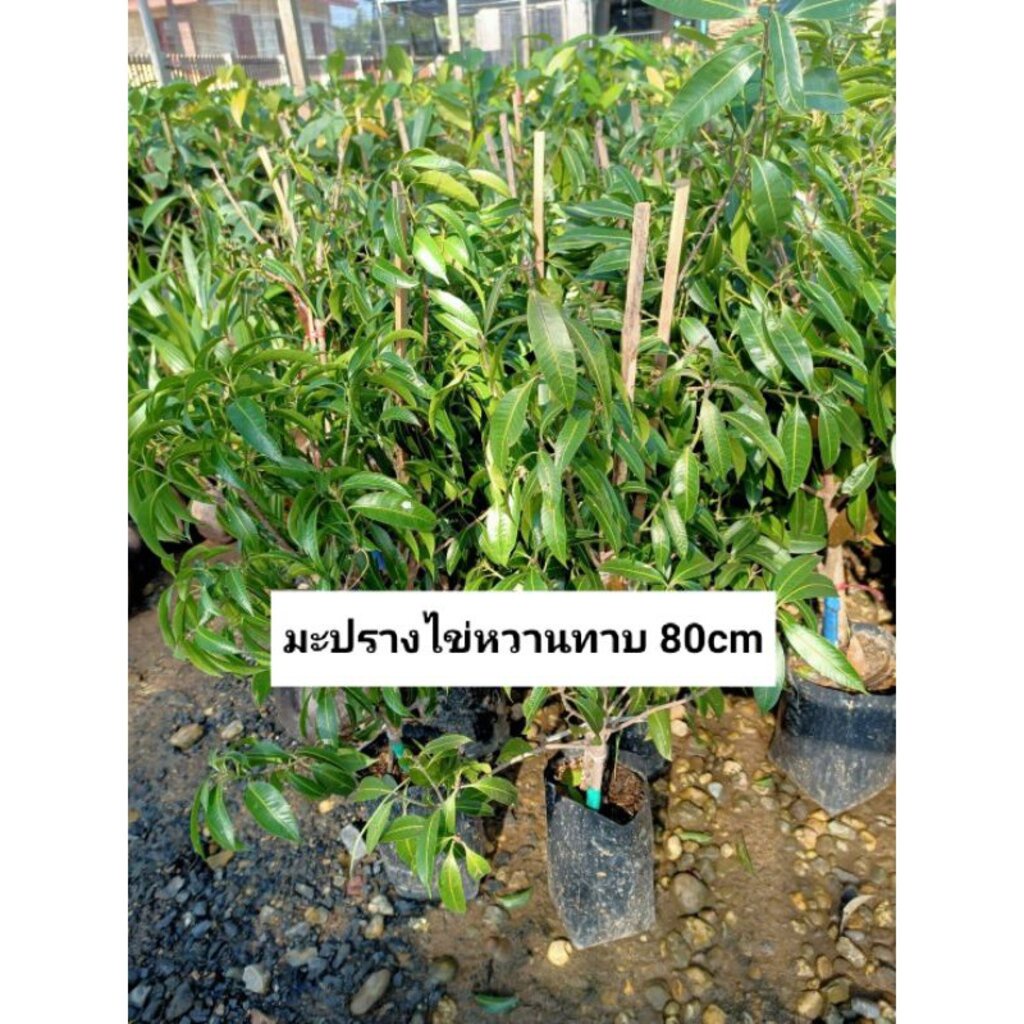 ต้นมะปรางไข่หวาน มะปรางหวานลูกใหญ่ ต้นทาบพร้อมจัดส่งคะ