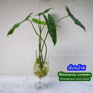 (ตัดสด 1ชุด) ฟิโลเดนดรอน มรกตหยก Philodendron burle-marxii (ฟิโลเขียว)