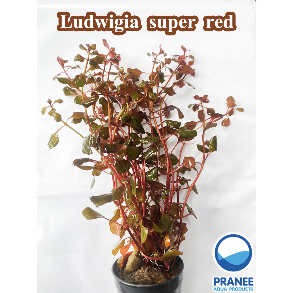 Ludwigia super red (ลัดวิเจีย ซูเปอร์เรด) พร้อมปลูกต้นไม้น้ำ *กรุณาอ่านก่อนสั่งซื้อ* ราคา ถูกที่สุด ดีลบีเคเค