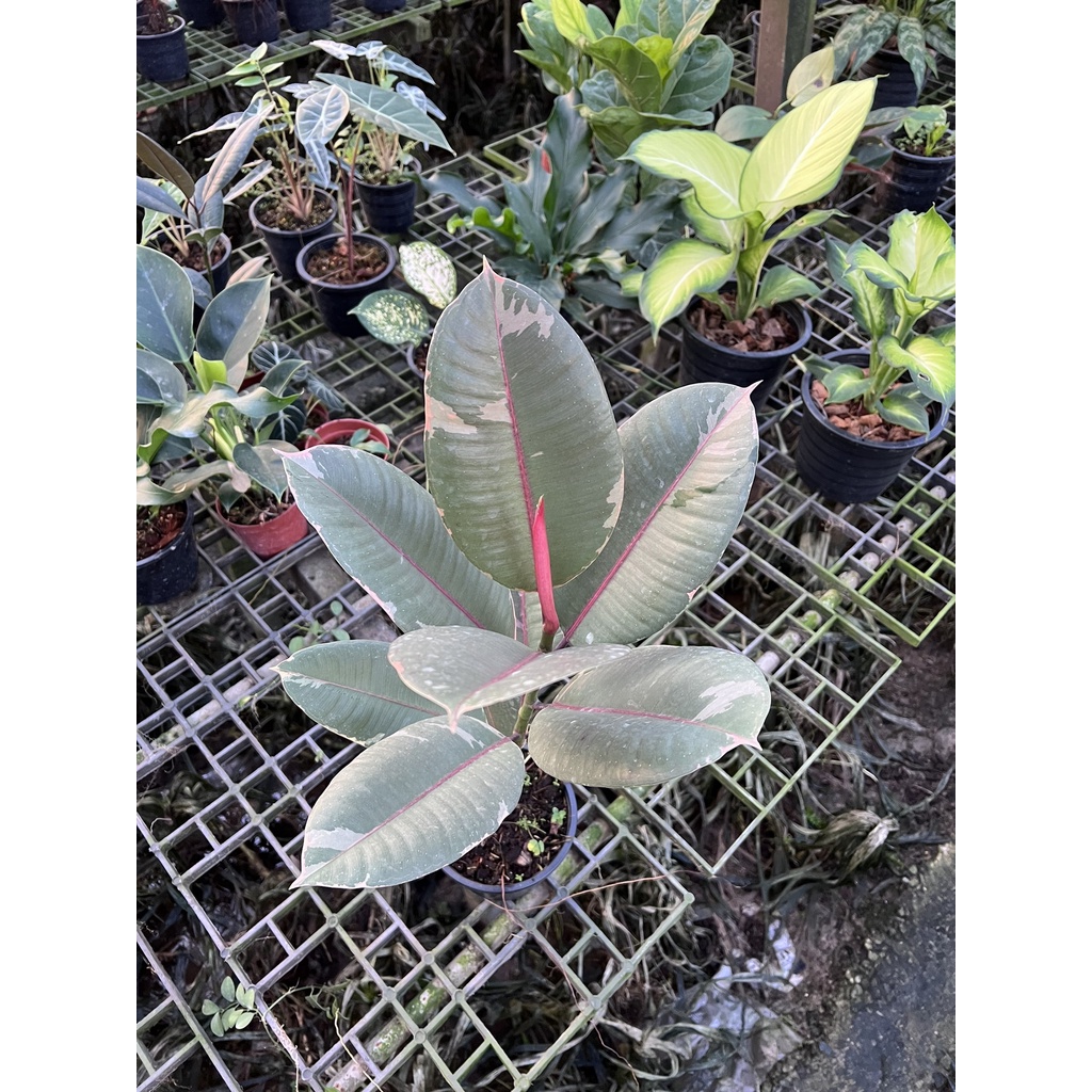 มุมมอง 2