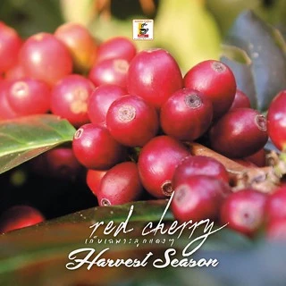 เมล็ดกาแฟคั่วสูตรมาตร Roasted Coffee Standard