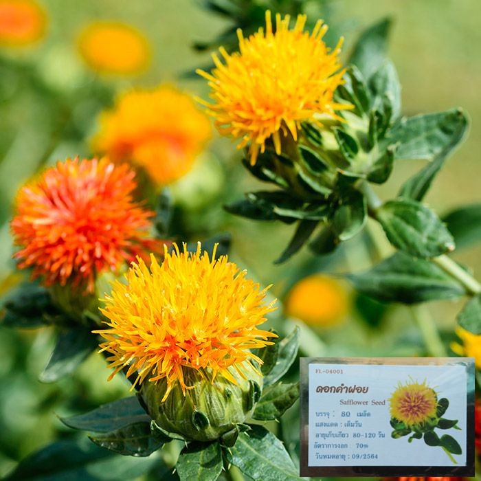 เมล็ดดอกคำฝอยหนาม พันธุ์ดั้งเดิม Safflower 140เมล็ด/350 เมล็ด