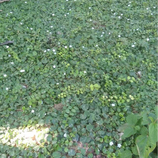 หญ้าใบต่างเหรียญ 600 บาท รวมส่ง