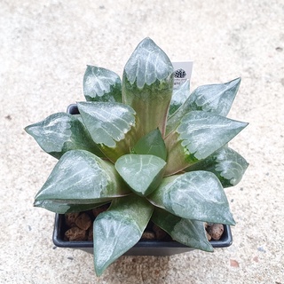 พร้อมส่ง!!ฮาโวเทีย Haworthia correcta hybrid Aboukyu จัดส่งแบบล้างราก