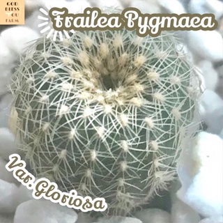 [เฟรเลียพิกเม่เงิน] Frailea Pygmaea Var.Gloriosa  ส่งพร้อมกระถาง แคคตัส Cactus Succulent Haworthia Euphorbia ไม้หายาก