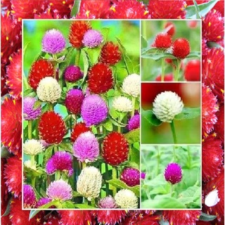 บานไม่รู้โรย คละสี Gomphrena Mix Seeds ดอกไม้ พรรณไม้ คุณภาพ 100 เมล็ด