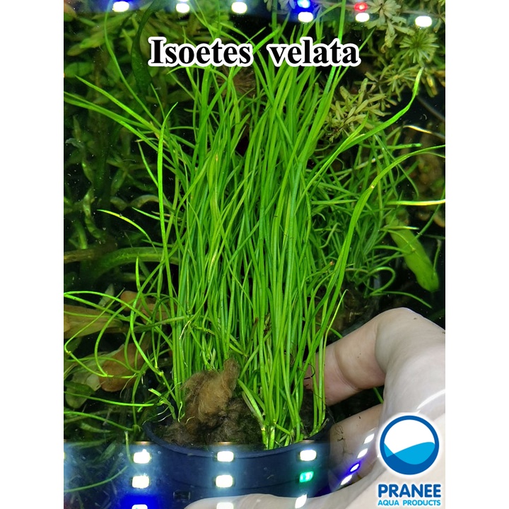 Isoetes velata var. sicula - ไอโซติส ต้นไม้น้ำ  ***กรุณาอ่านรายละเอียดก่อนสั่งซื้อ***