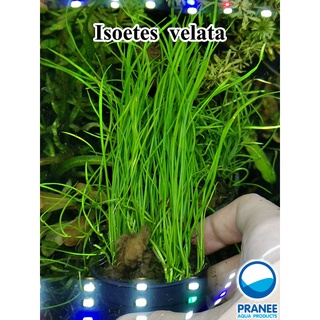 Isoetes velata var. sicula - ไอโซติส ต้นไม้น้ำ  ***กรุณาอ่านรายละเอียดก่อนสั่งซื้อ***