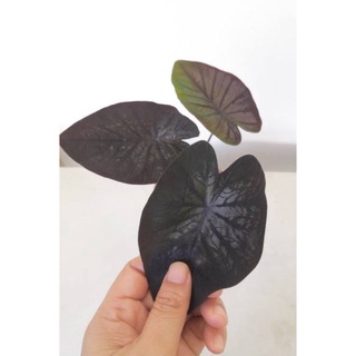 โคโลคาเซีย แบล็คริปเปอร์ (Colocasia Black Ripple) กระถาง 6 นิ้ว