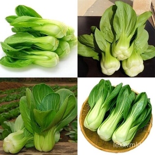 ของแท้ 100% พร้อมสต็อก ผักกาดขาว Pak Choi Seed 200pcs เมล็ด เมล็ดพันธุ์ เมล็ดพันธุ์ผัก บอนไซแคระ บอนไซ บอนไซ เมล็ดบอนสี