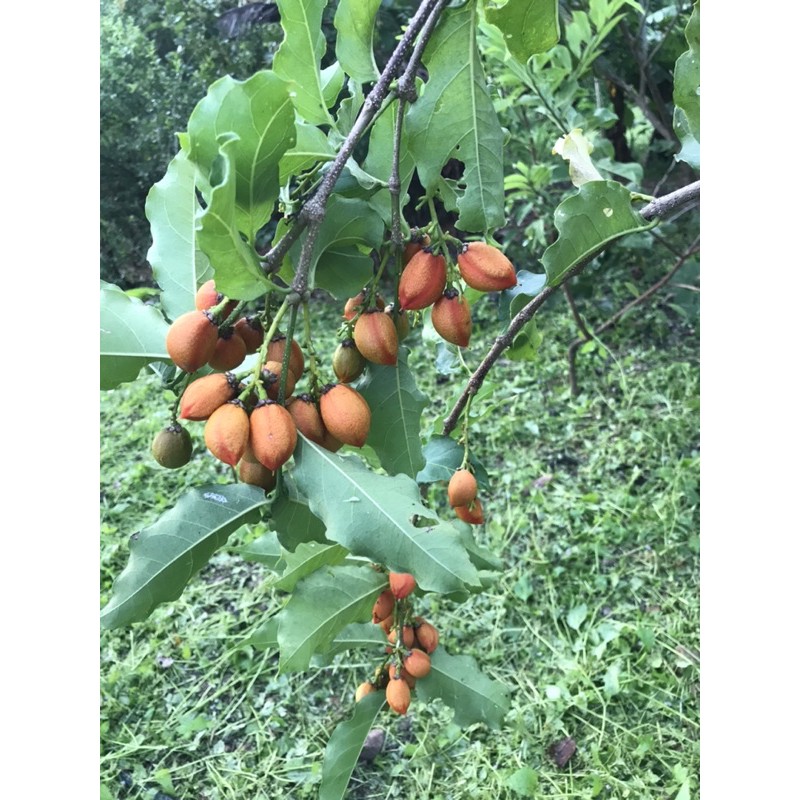 ต้นพีนัทบัตเตอร์  ต้นเนยถั่ว - รูปที่ 4