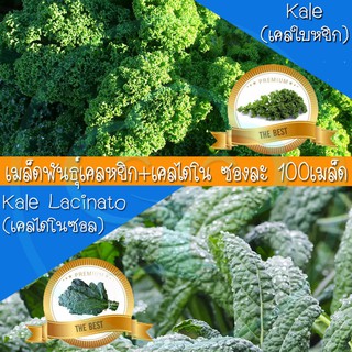 เมล็ด เคล คะน้าใบหยิก และเคลไดโนซอล ชนิดละ 100 เมล็ด เมล็ดพันธุ์ ผัก ( Kale and Kale Lacinato seeds ) อัตรางอกสูง!!