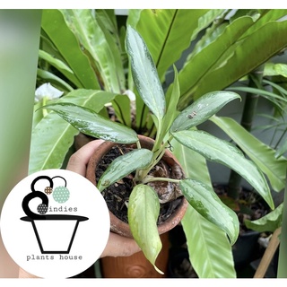 ต้นเศรษฐีใหม่ Aglaonema