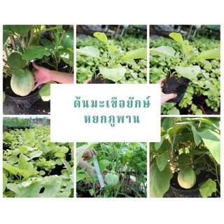 ต้นมะเขือยักษ์​หยกภูพาน5ต้น/ชุด100฿คุ้มค่ามาก