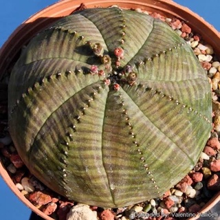 แคคตัส : ยูโฟเบีย โอเบซ่า euphorbia obesa ไซส์ใหญ่ 5 เซน