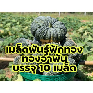 อินทรีย์ ต้น ดอก/เมล็ดพันธุ์ฟักทอง ทองอำพัน 10 เมล็ด เมล็ดพันธุ์ฟักทอง เมล็ดฟักทองสำหรับปลูก BRUQ